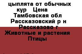 цыплята от обычных кур › Цена ­ 60 - Тамбовская обл., Рассказовский р-н, Рассказово г. Животные и растения » Птицы   
